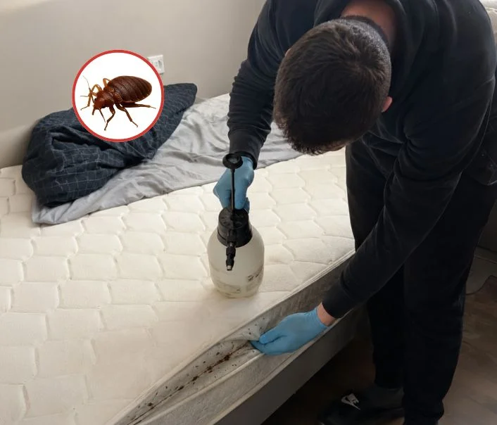 Technicien traitant un matelas contre les punaises de lit à Cheptainville